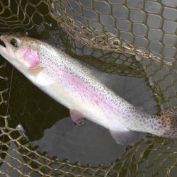 大安トラウトレイク釣果